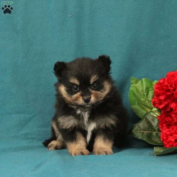 Evaline, Pomeranian Puppy